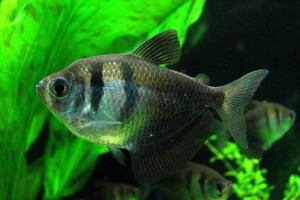Közös thenechia - békés akvárium